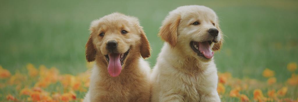 Two happy puppies sitting outside in the grass together
