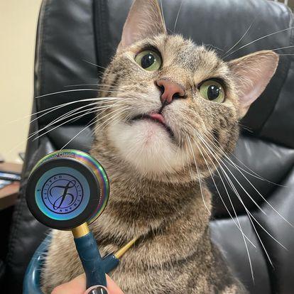 cat