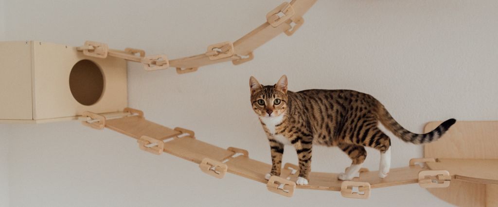 American shorthair cat running on wall connects.