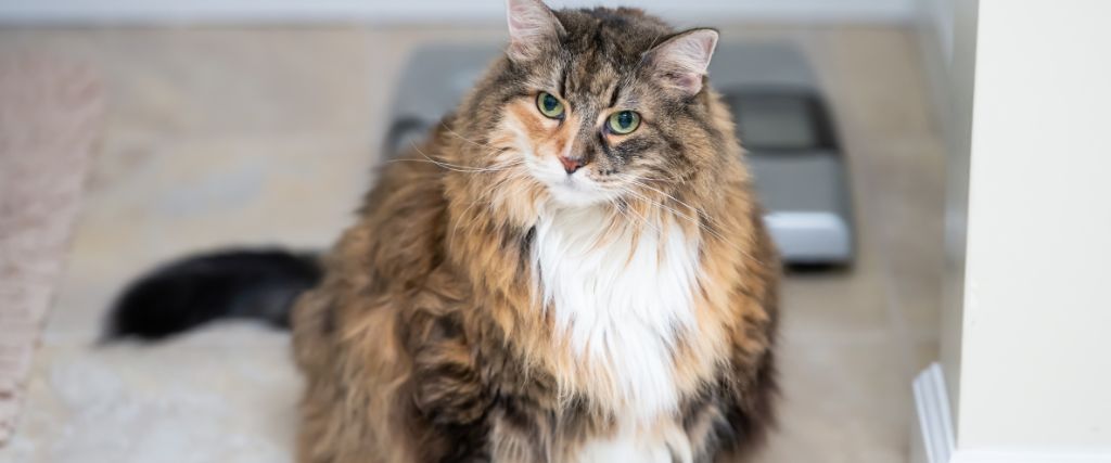 Adorable overweight cat in front of scale.