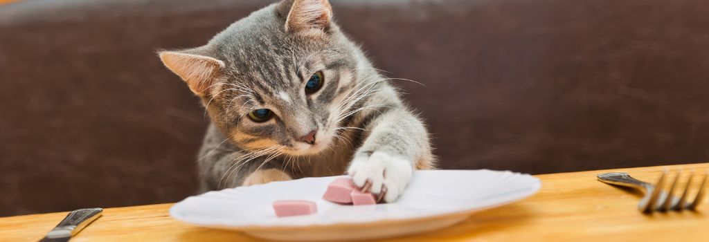 Cat eating from plate.