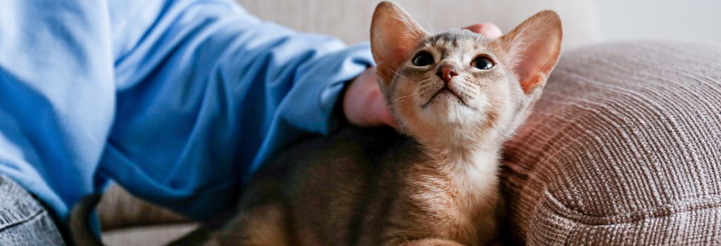 Abyssinian Cat Breed, GeniusVets