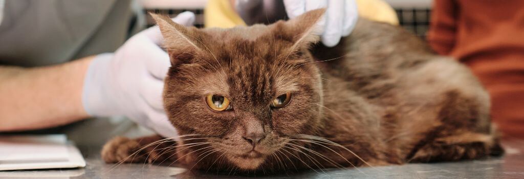 Annual exams for cats happening at a veterinary clinic