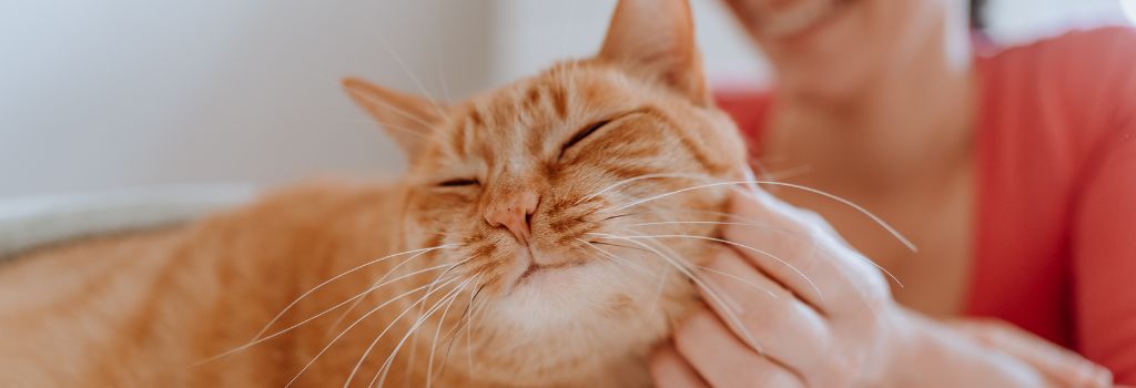 Cat being pet by its owner, prioritizing cat health