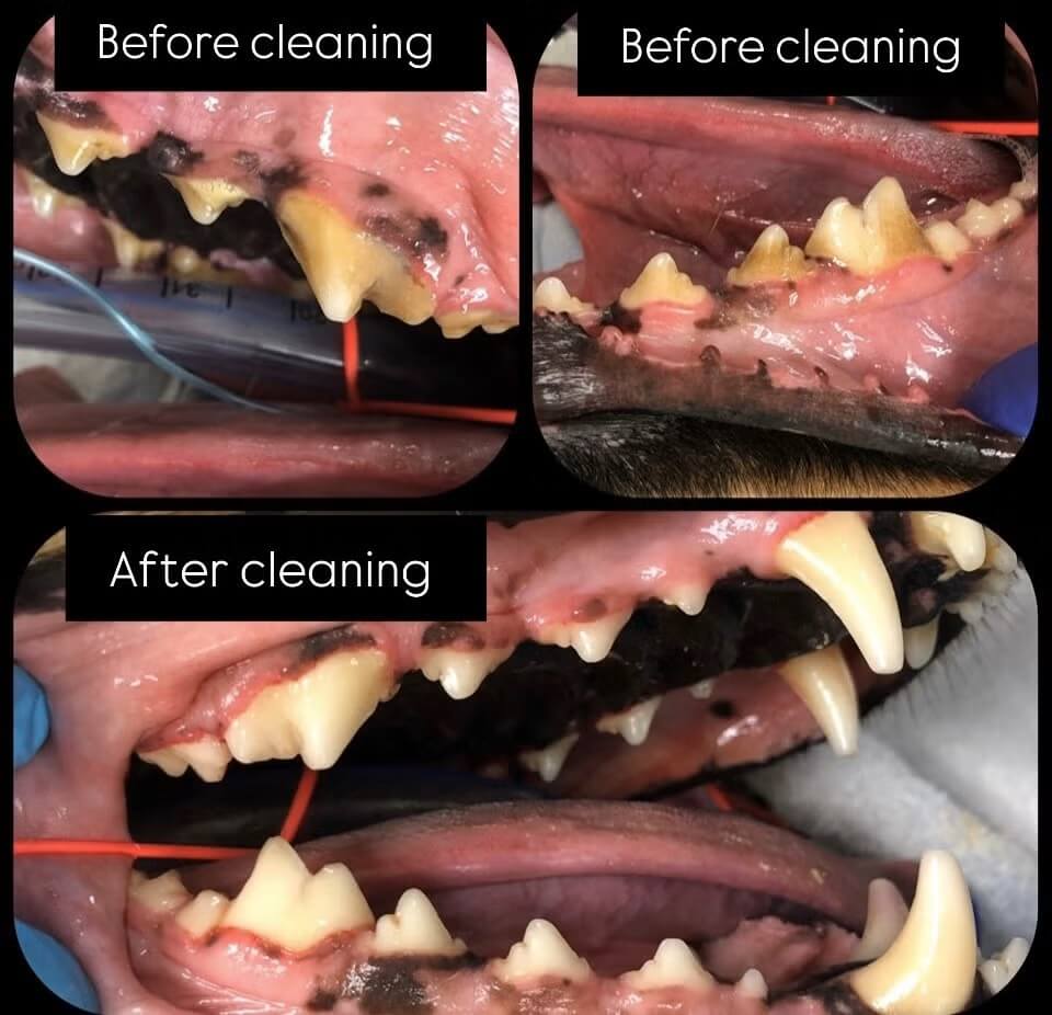 Dog teeth cleaning before and after photos