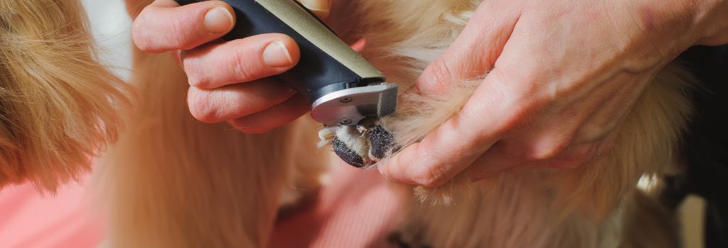 Groomer trimming the hair between a dog's paw pads