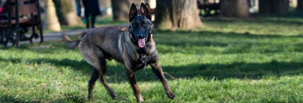 Belgian Malinois Breed, GeniusVets 2.