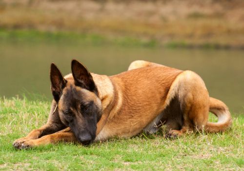 Belgian Malinois Breed, Geniusvets 4.