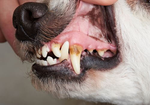 Dog with tartar and plaque build up on its teeth