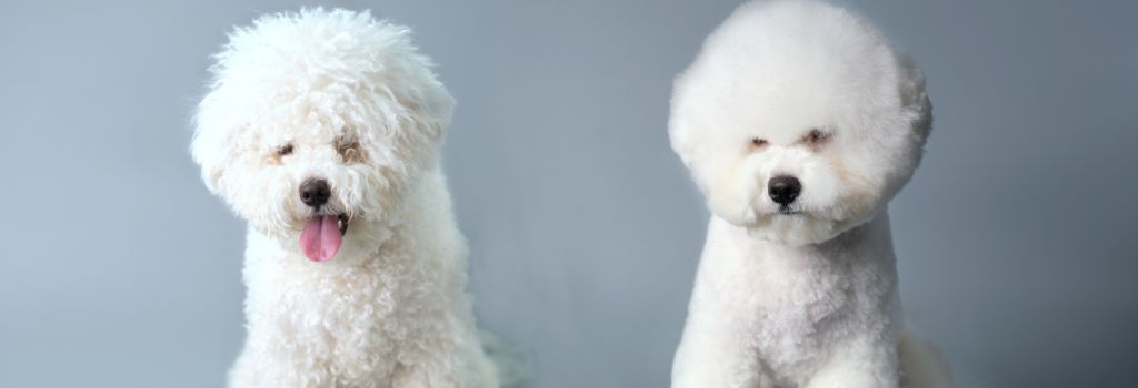 Bichon Frise, GeniusVets 1.