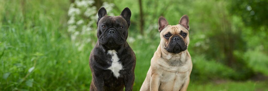 Two French Bulldogs leaning their front paws on a log outside