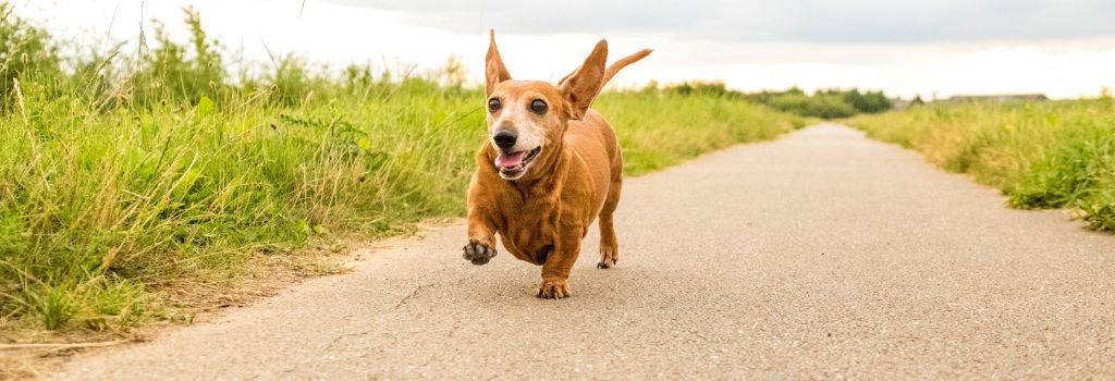 Dachshund, GeniusVet Breeds 1