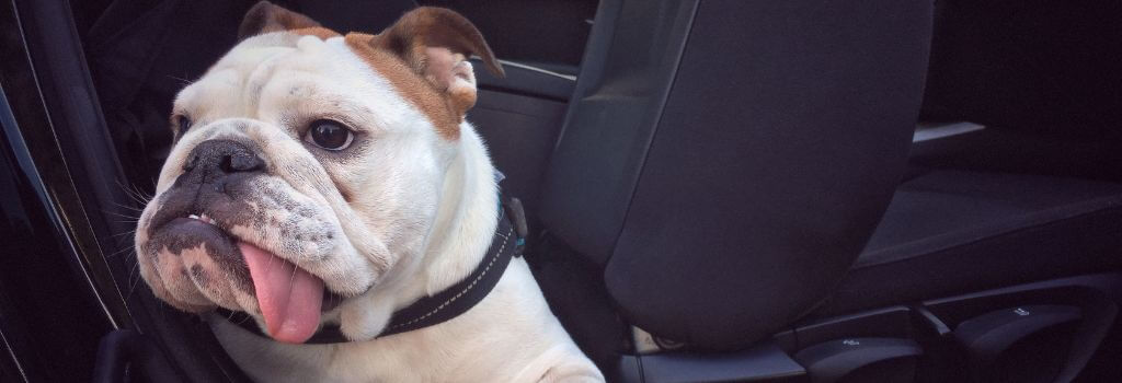 Bull dog in car drooling from dog motion sickness