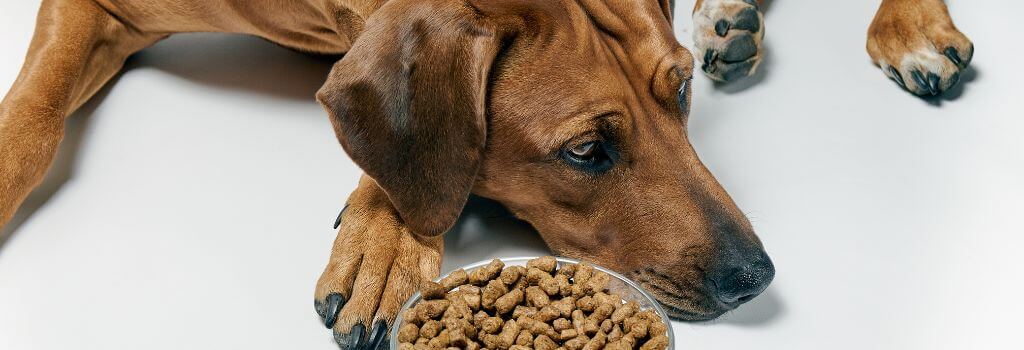 Dog next to food bowl with no appetite, signs of pain in dogs