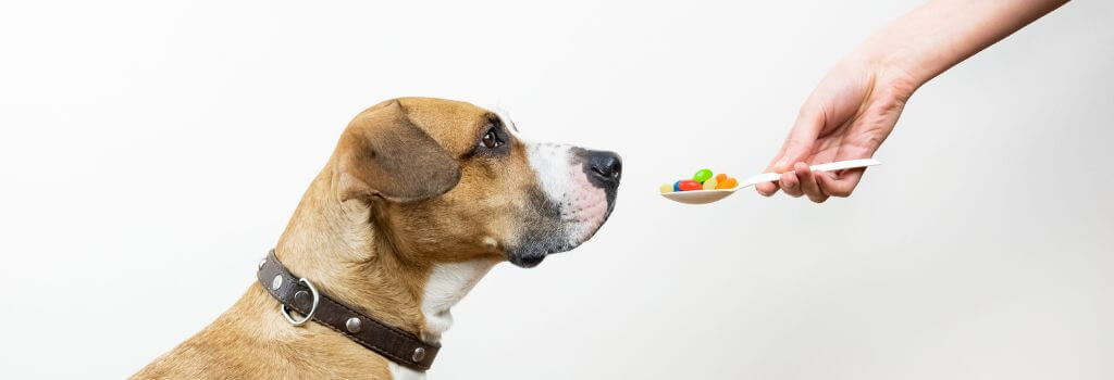 Owner presenting spoon full of colored candies to a dog, symbolizing dog medication