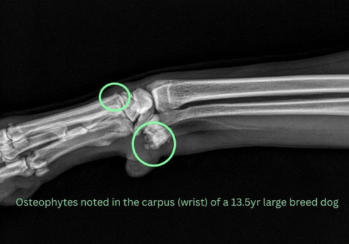 X-ray showing evidence of osteoarthritis in dogs legs