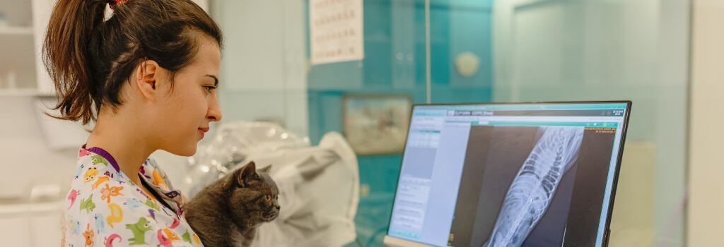 Veterinarian looking at cat's x-rays