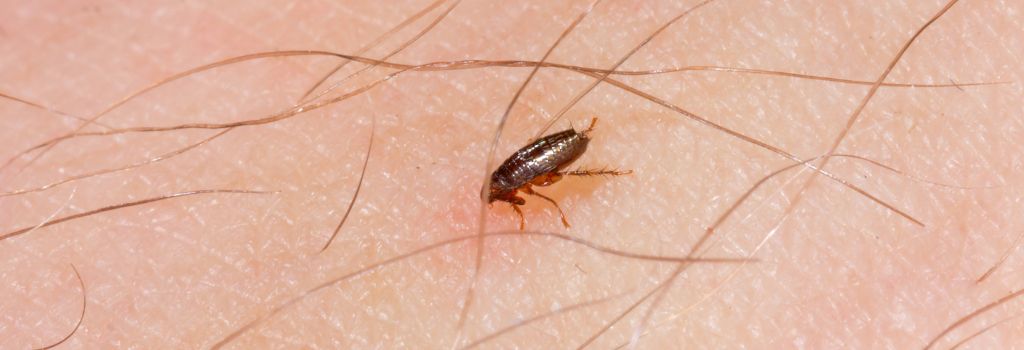 Close up of a flea on a human's arm