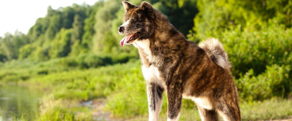 Akita Breed, Genius Vets 2.