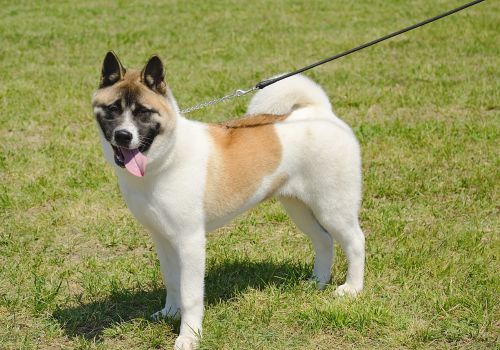Akita Breed, Geniusvets 4.