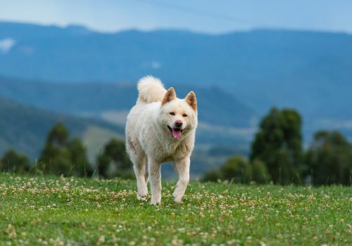 Akita Breed, Geniusvets 3.