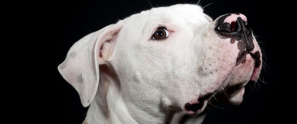 American Bulldog Breed, GeniusVets 2.