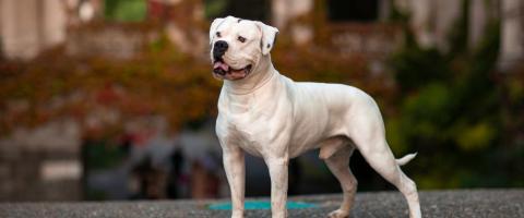 American Bulldog breed information.