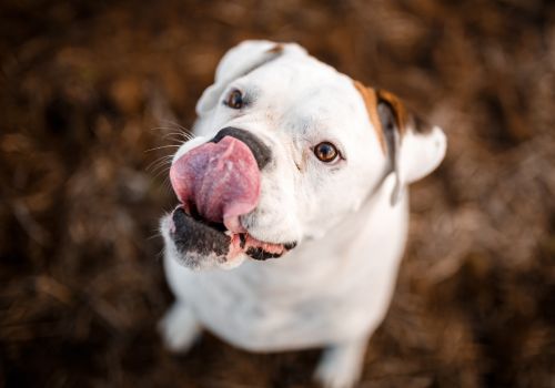 American Bulldog Breed, Geniusvets 4.