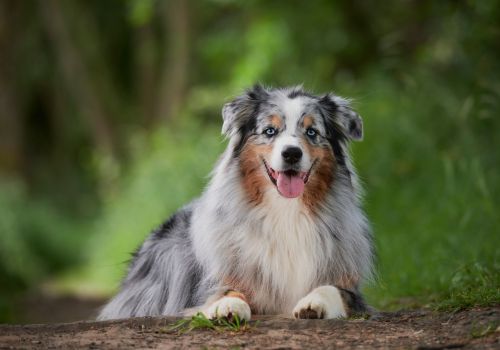 Australian Shepherd