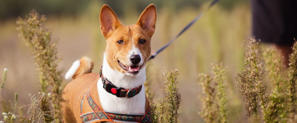 Basenji Breed, GeniusVets 1.