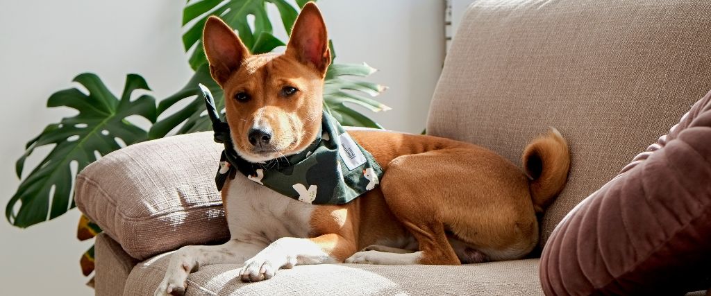 Basenji Breed, GeniusVets 2.