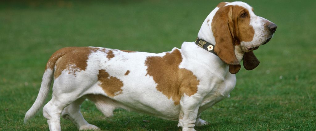 Basset Hound Breed, GeniusVets 1.