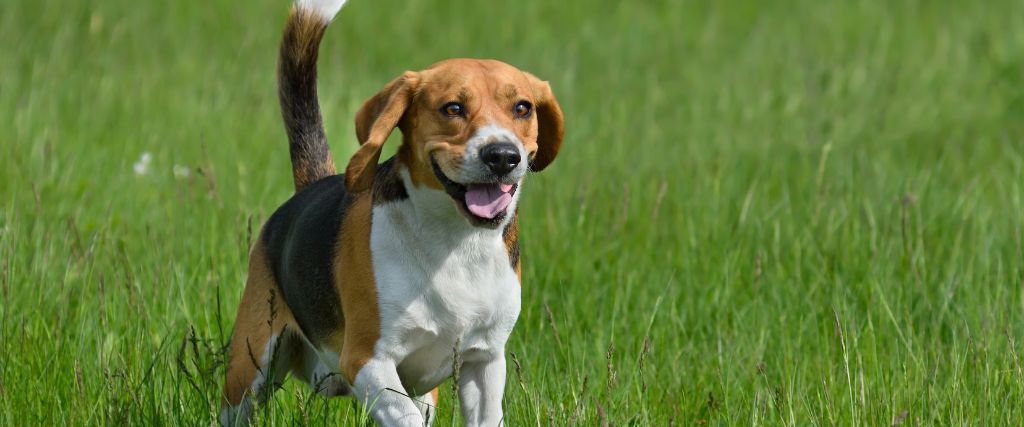 Beagle Breed, GeniusVets 1.