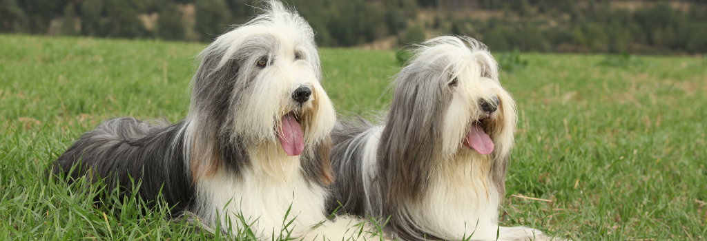 Bearded Collie Breed, GeniusVets 2.