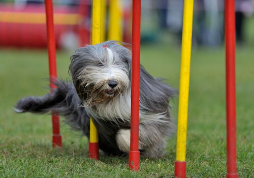 Bearded Collie Breed, Geniusvets 3.