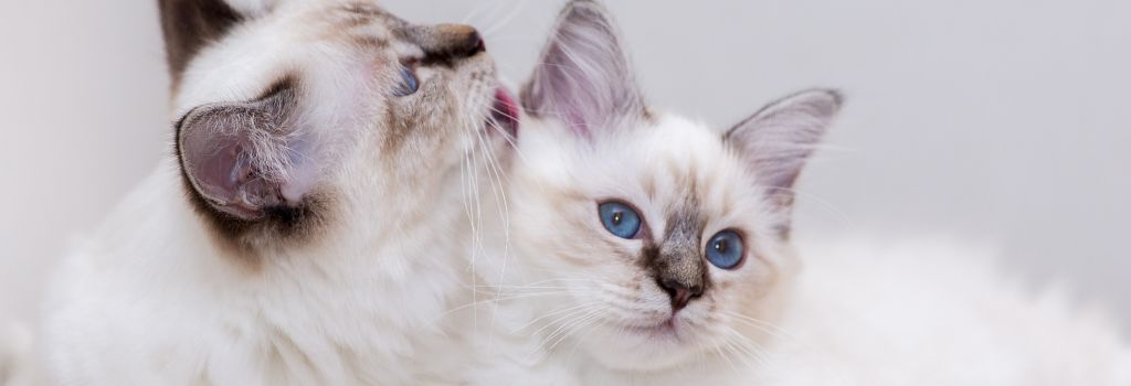 Birman Cat Breed, GeniusVets