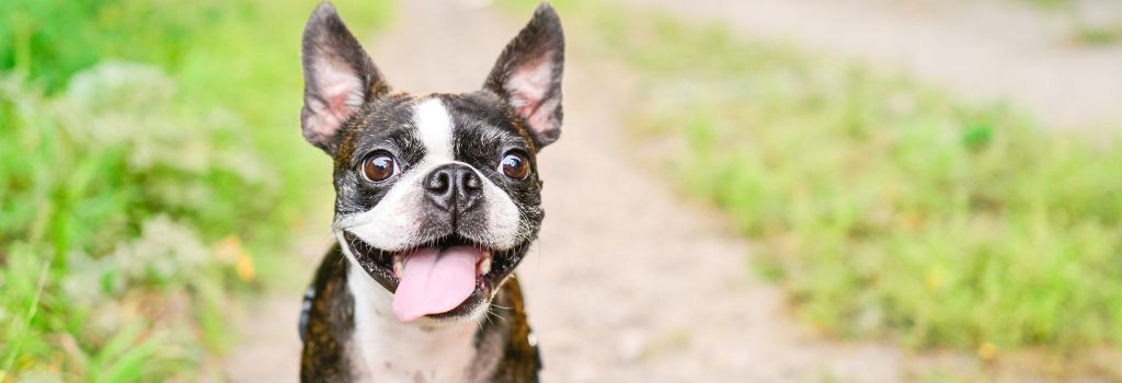 Boston Terrier, GeniusVets 1.