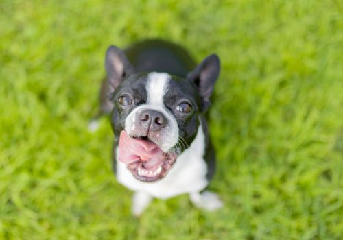 Boston Terrier, Geniusvets 3.