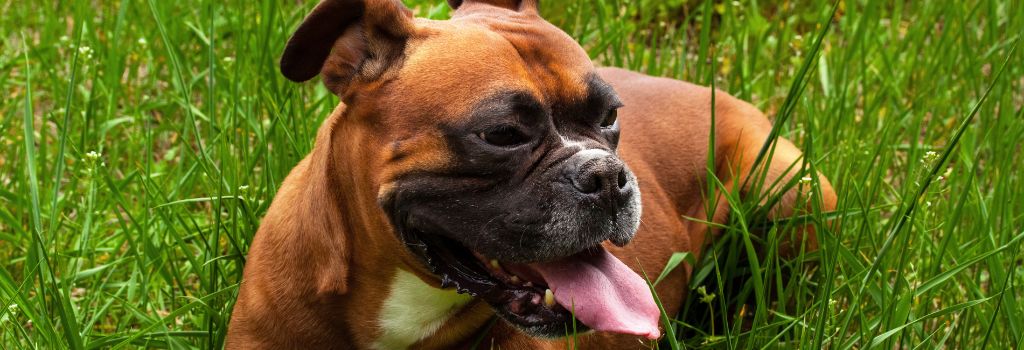 Boxer, GeniusVets 2.