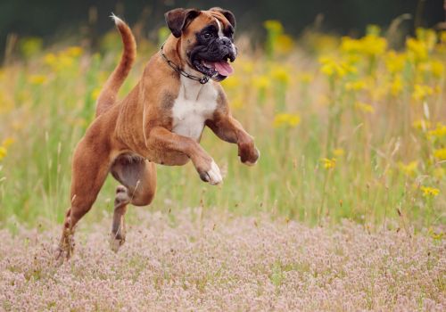 Boxer, Geniusvets 4.