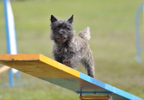 Cair Terrier, Geniusvets 3.