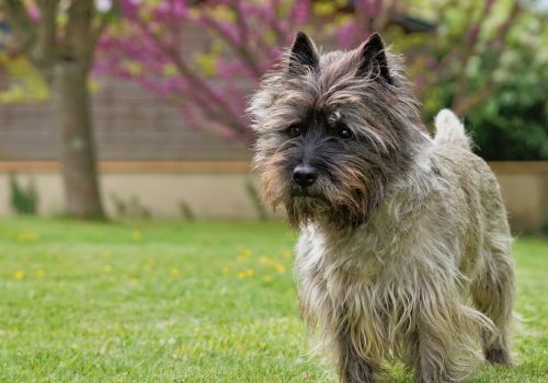 Cair Terrier, Geniusvets 4.