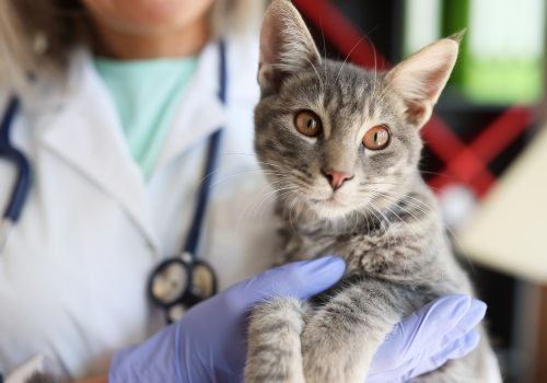 Cat being held by veterinarian