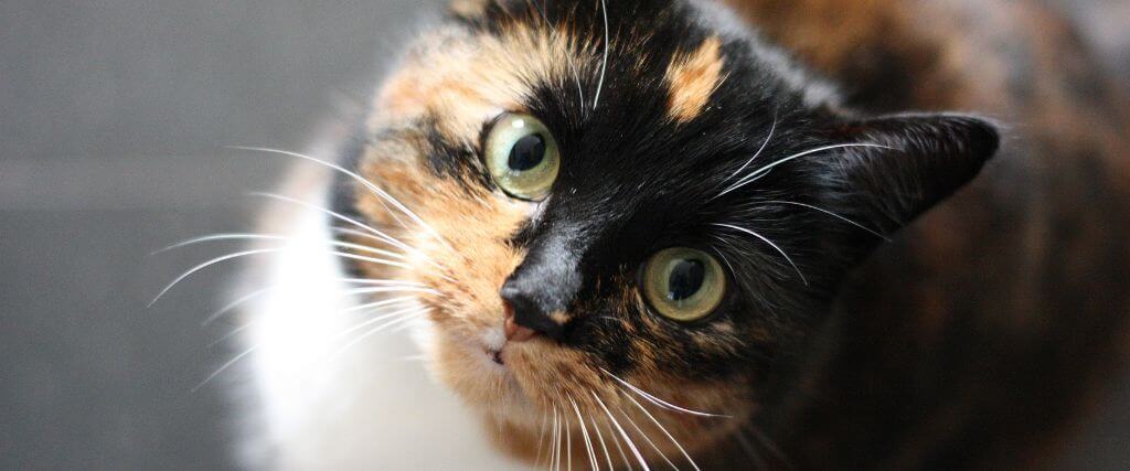 Cat looking at the camera, kept healthy by cat wellness exams