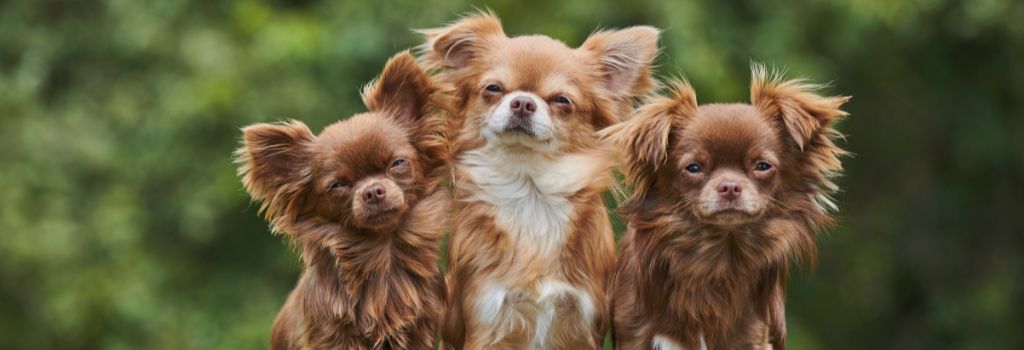 Chihuahua, Breed GeniusVets 1
