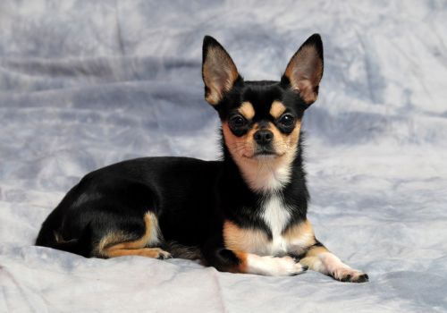 Chihuahua, Geniusvets 4.