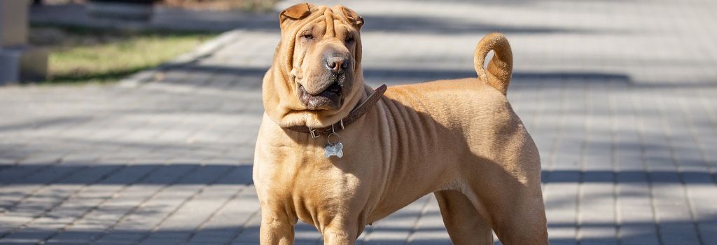 Chinese Shar-Pei, Breed GeniusVets 2