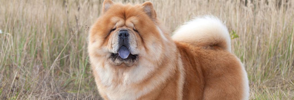 Chow Chow, GeniusVet Breeds 1