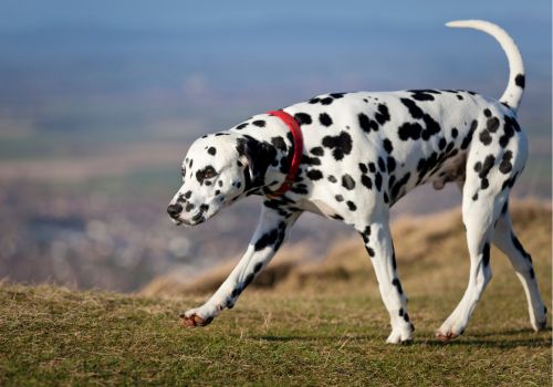 Dalmatian, Geniusvets 3.