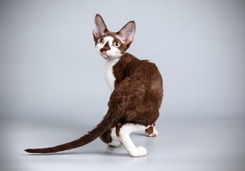Devon Rex Cat Breed, Geniusvets.